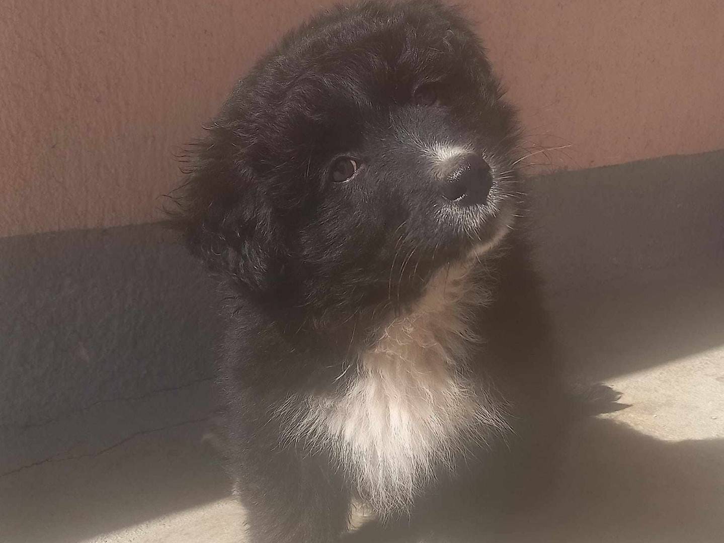 Vuoi adottare un cane a Firenze?