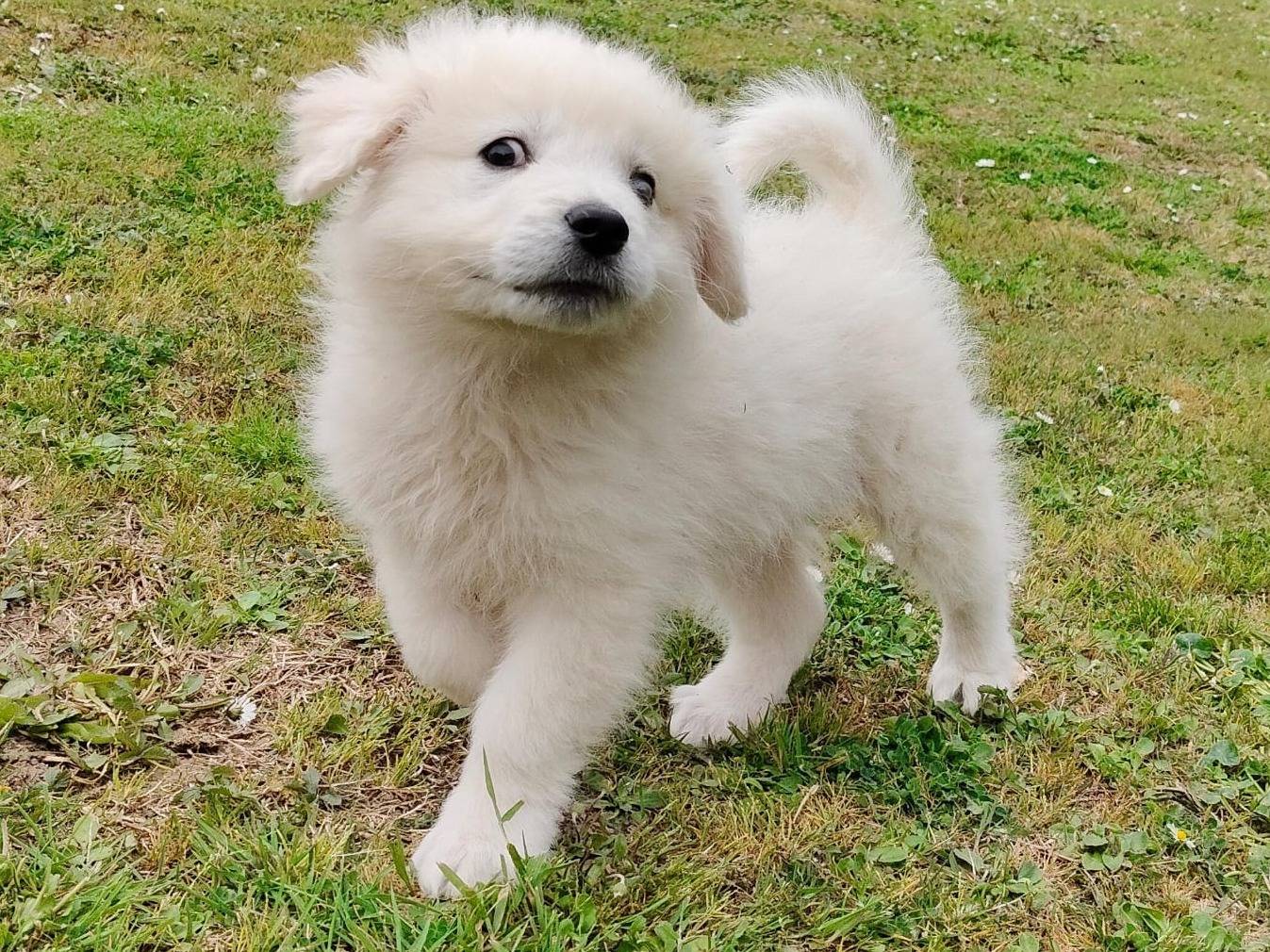 Adotta un cane, maschio, 2 mesi, Varese