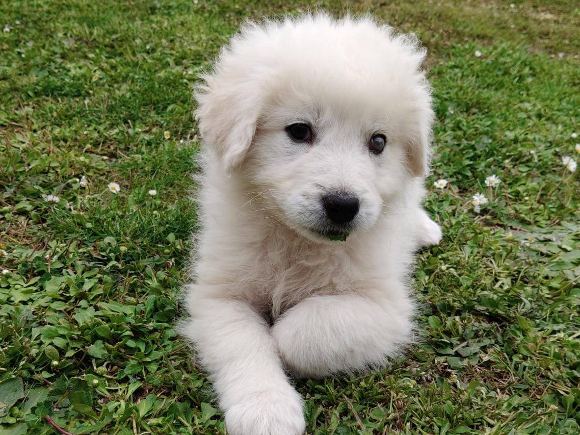 Vuoi adottare un cane a Varese?