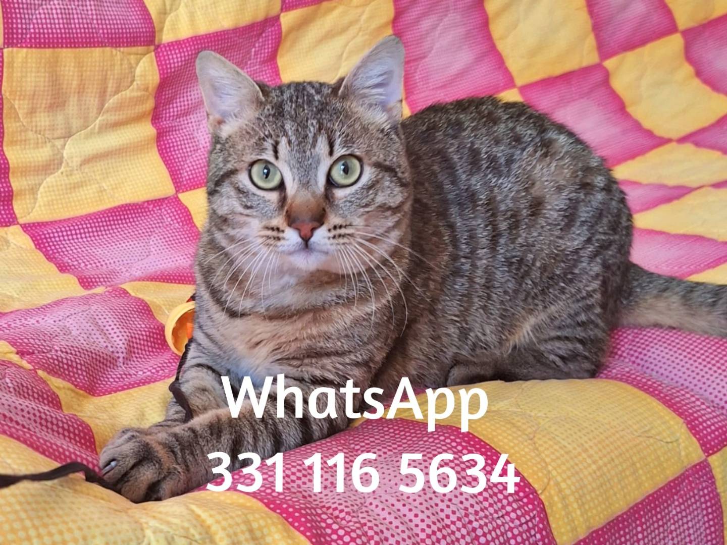 Adozione gatto, maschio, Razza sconosciuta Razza sconosciuta, 6 mesi, taglia non valida, Firenze