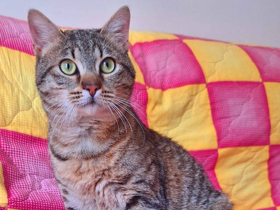 Adotta un gatto, maschio, 6 mesi, Firenze