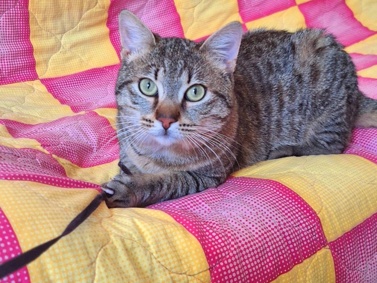 Adotta un gatto, taglia non valida, maschio, Firenze