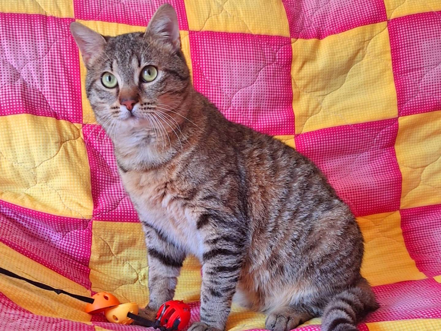 Vuoi adottare un gatto a Firenze?