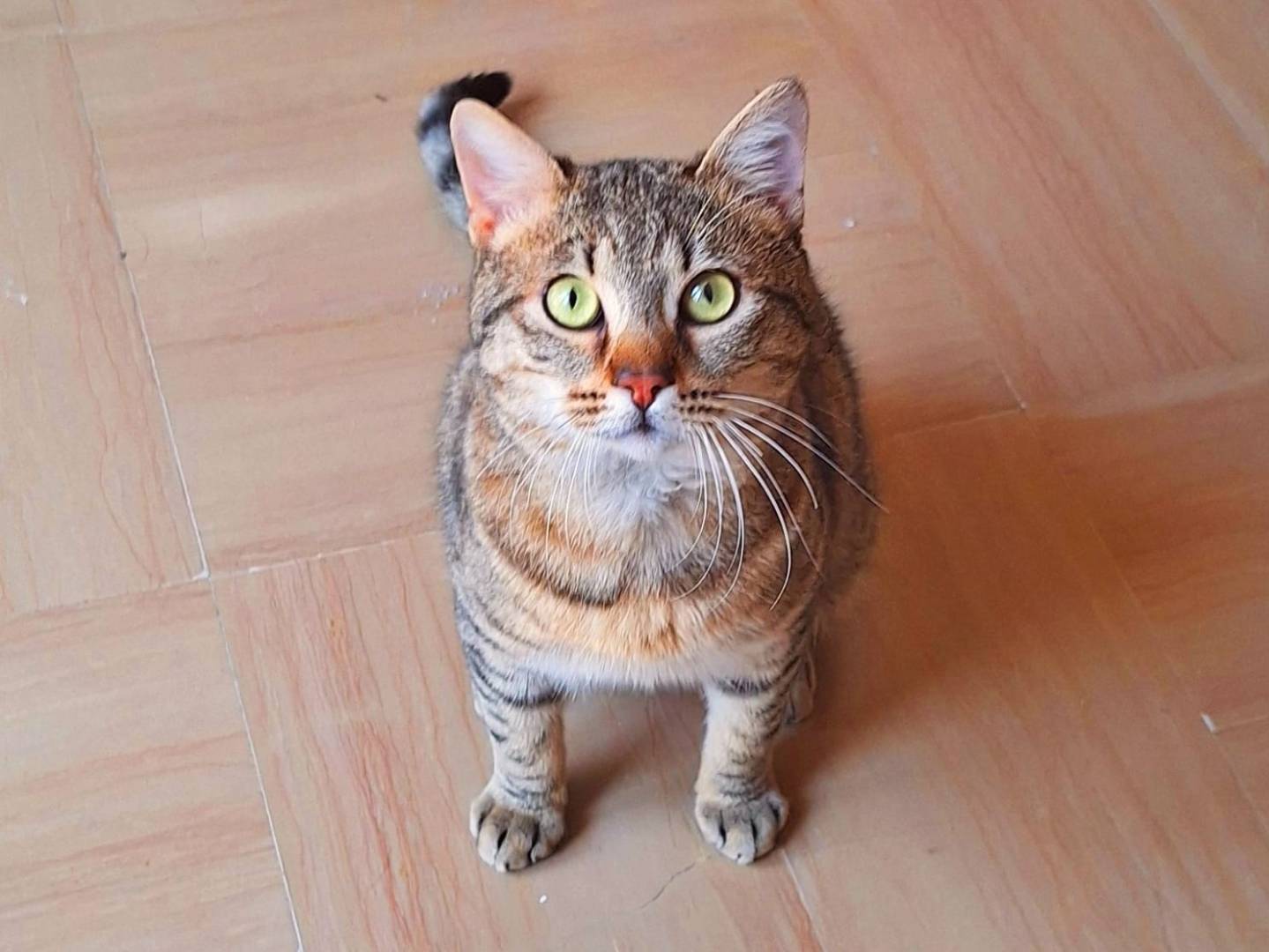 Adotta il gatto Johnny  a Firenze