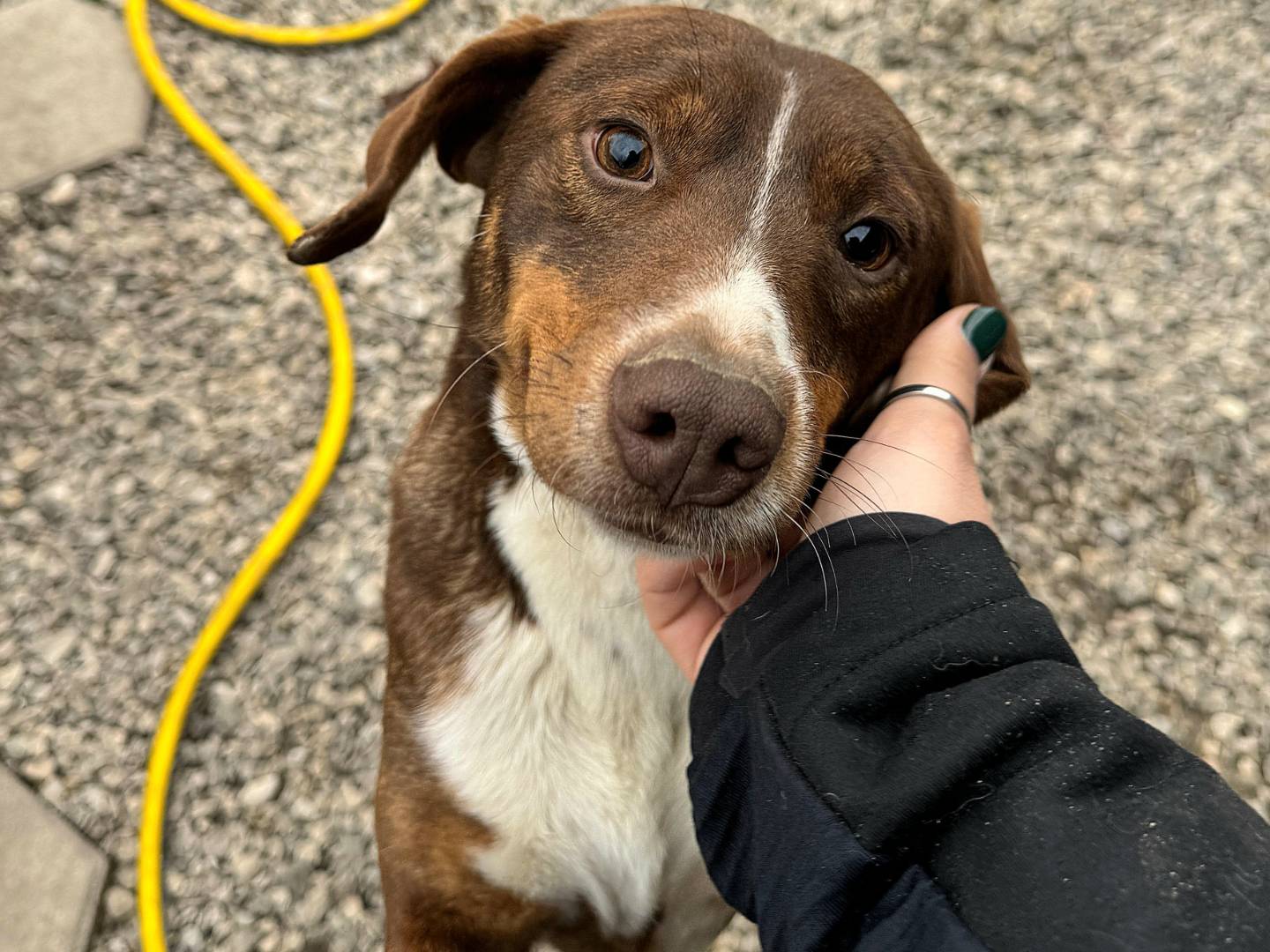 Adozione cane, maschio, Razza sconosciuta Razza sconosciuta, 4 anni, taglia piccola, Teramo