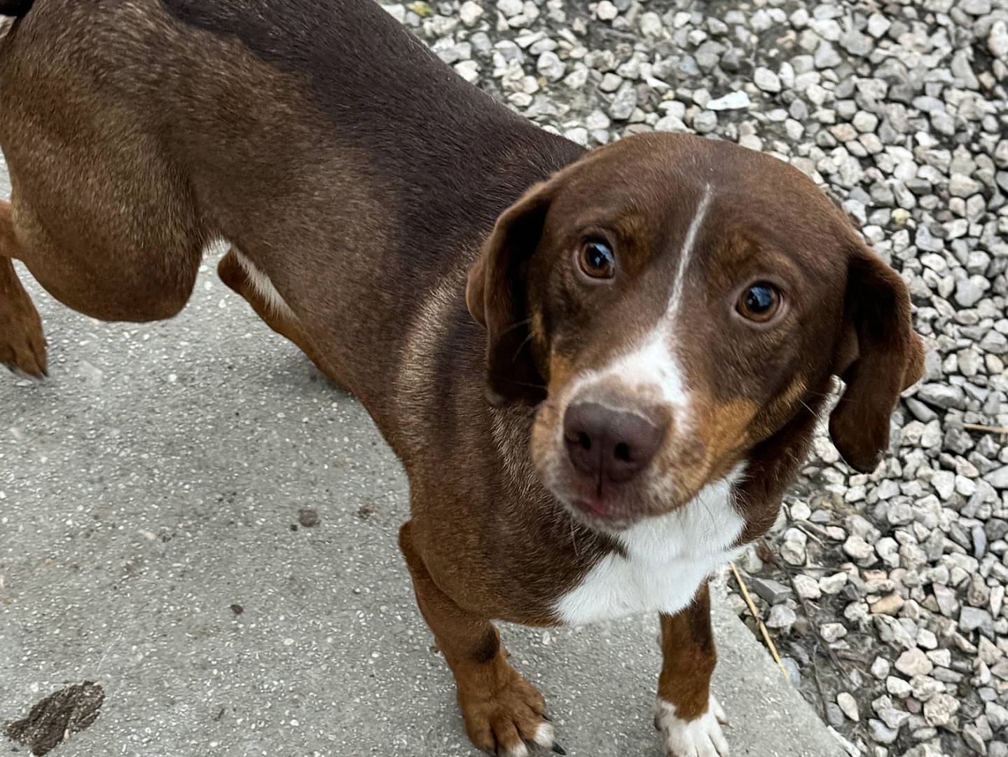 Adotta un cane, taglia piccola, maschio, Teramo