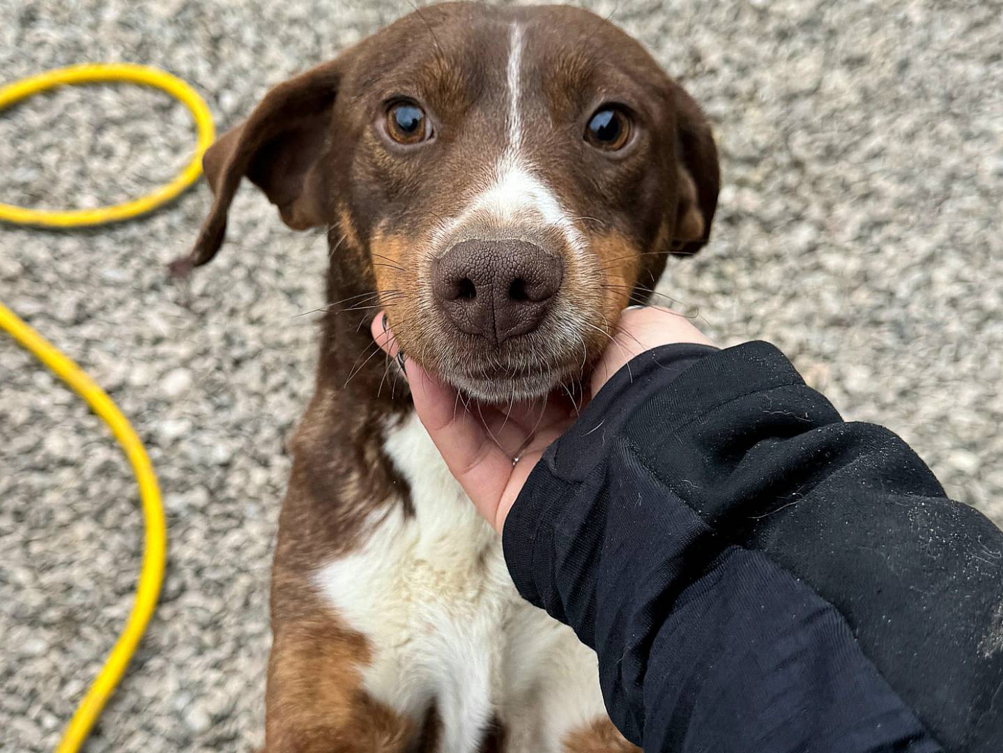 Vuoi adottare un cane a Teramo?