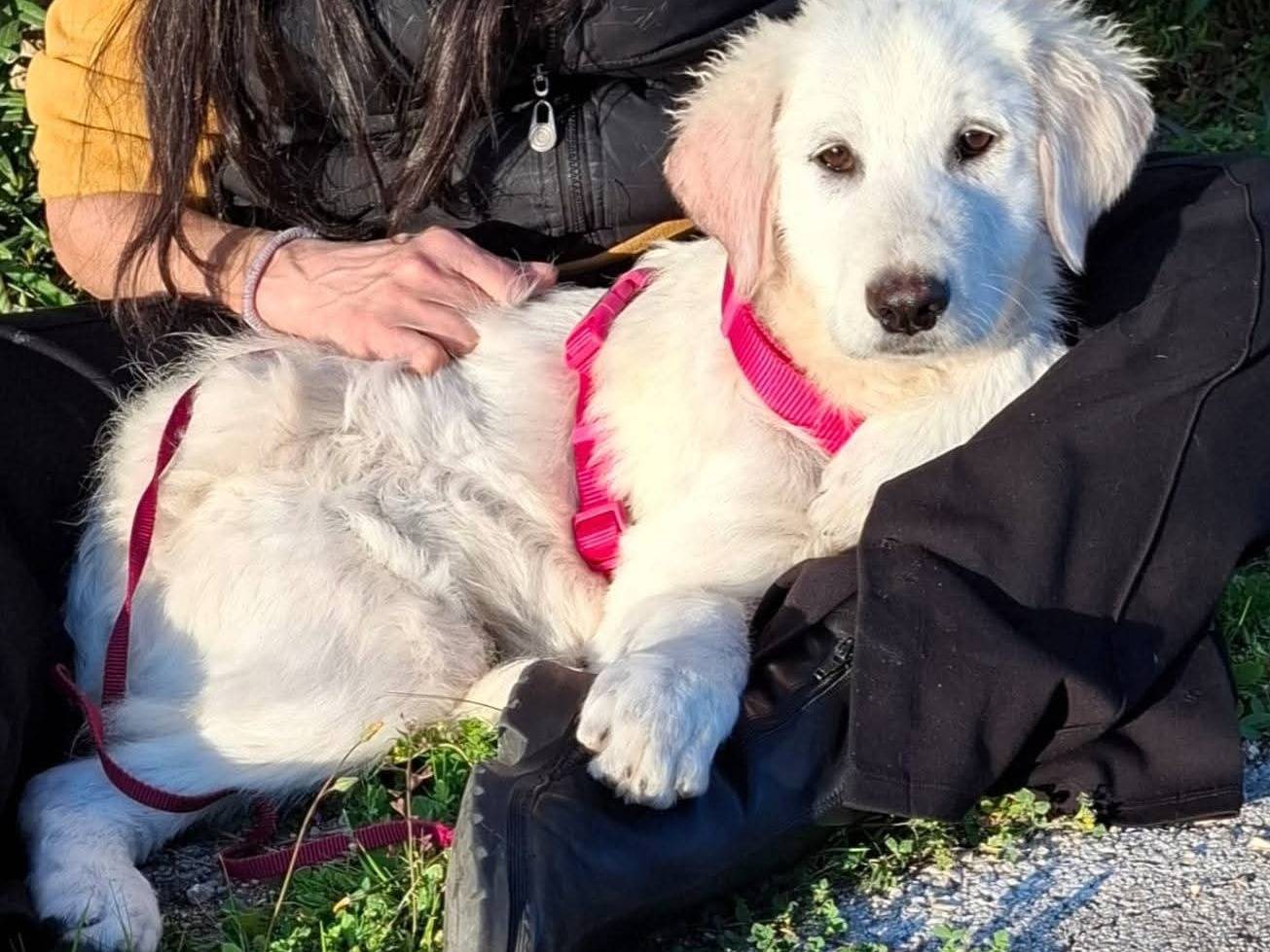 Adozione cane, femmina, Pastore maremmano Razza sconosciuta, 3 mesi, taglia grande, Bari