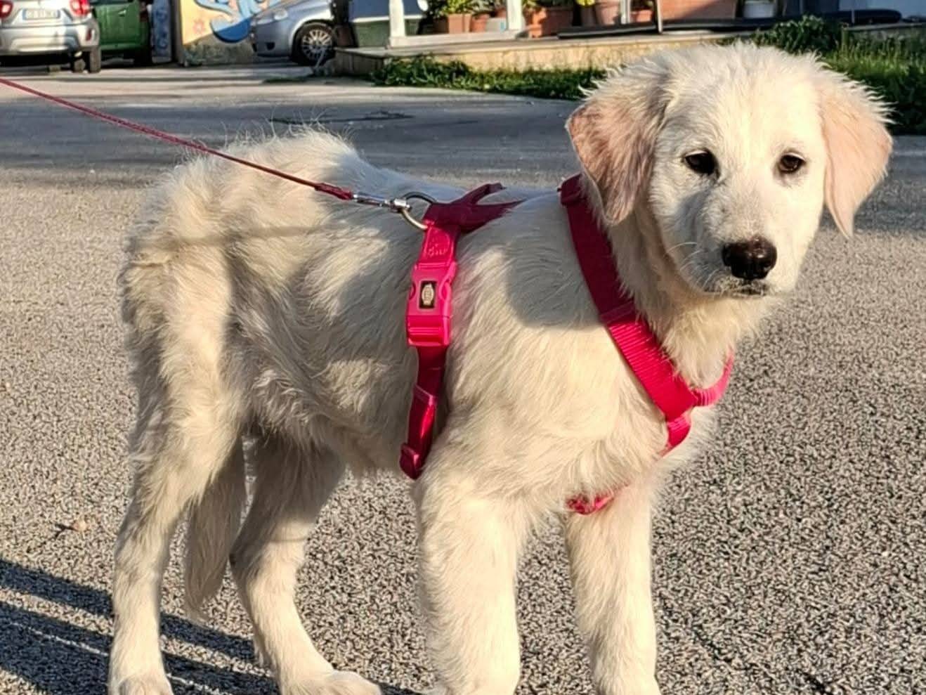 Adotta un cane, femmina, 3 mesi, Bari
