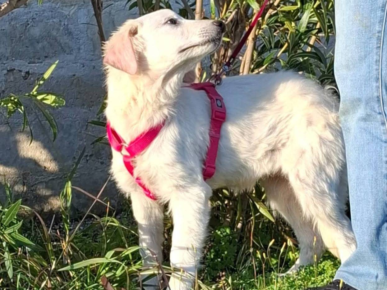 Adotta un cane, taglia grande, femmina, Bari