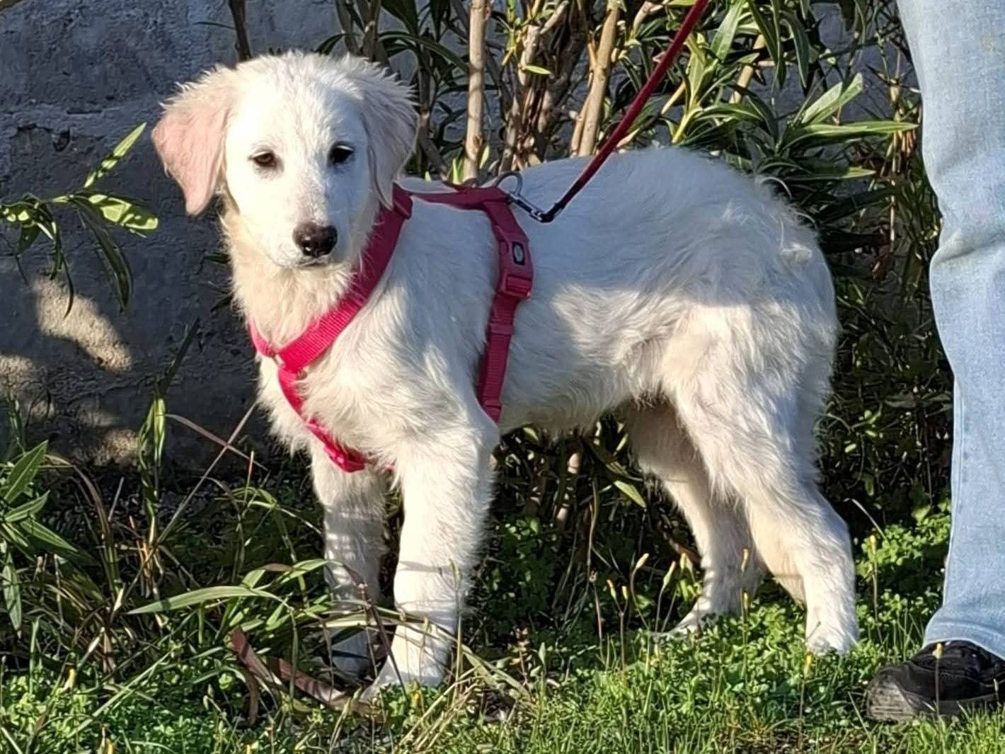 Vuoi adottare un cane a Bari?