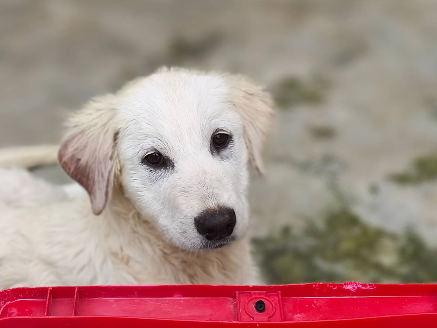 Adotta il cane Lava a Bari