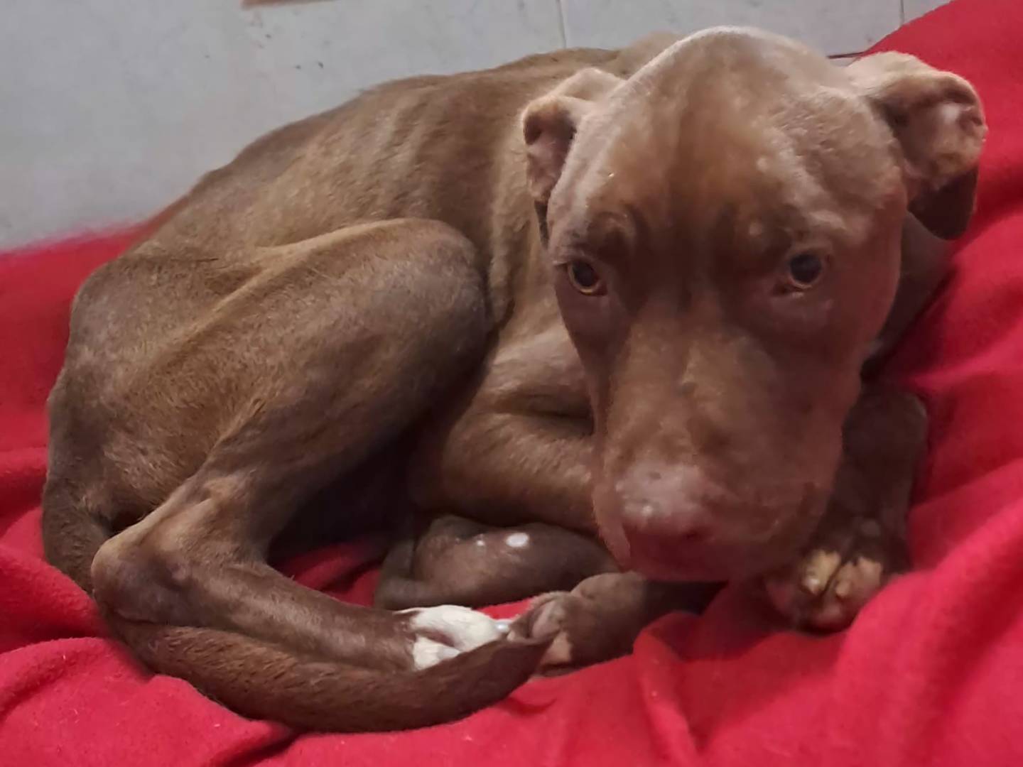 Adozione cane, femmina, Pitbull Razza sconosciuta, 2 anni e 2 mesi, taglia media, Caserta