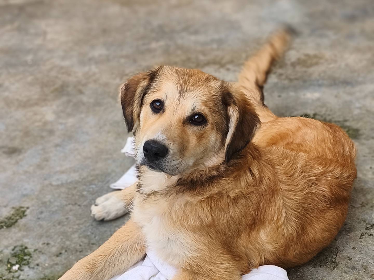 Adotta un cane, femmina, 3 mesi, Bari