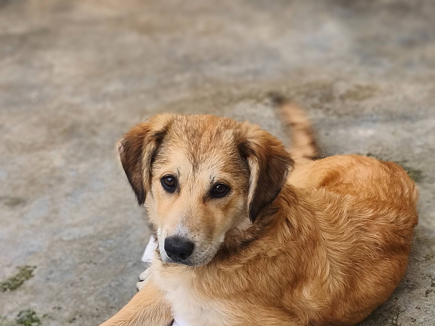 Adotta un cane, taglia grande, femmina, Bari