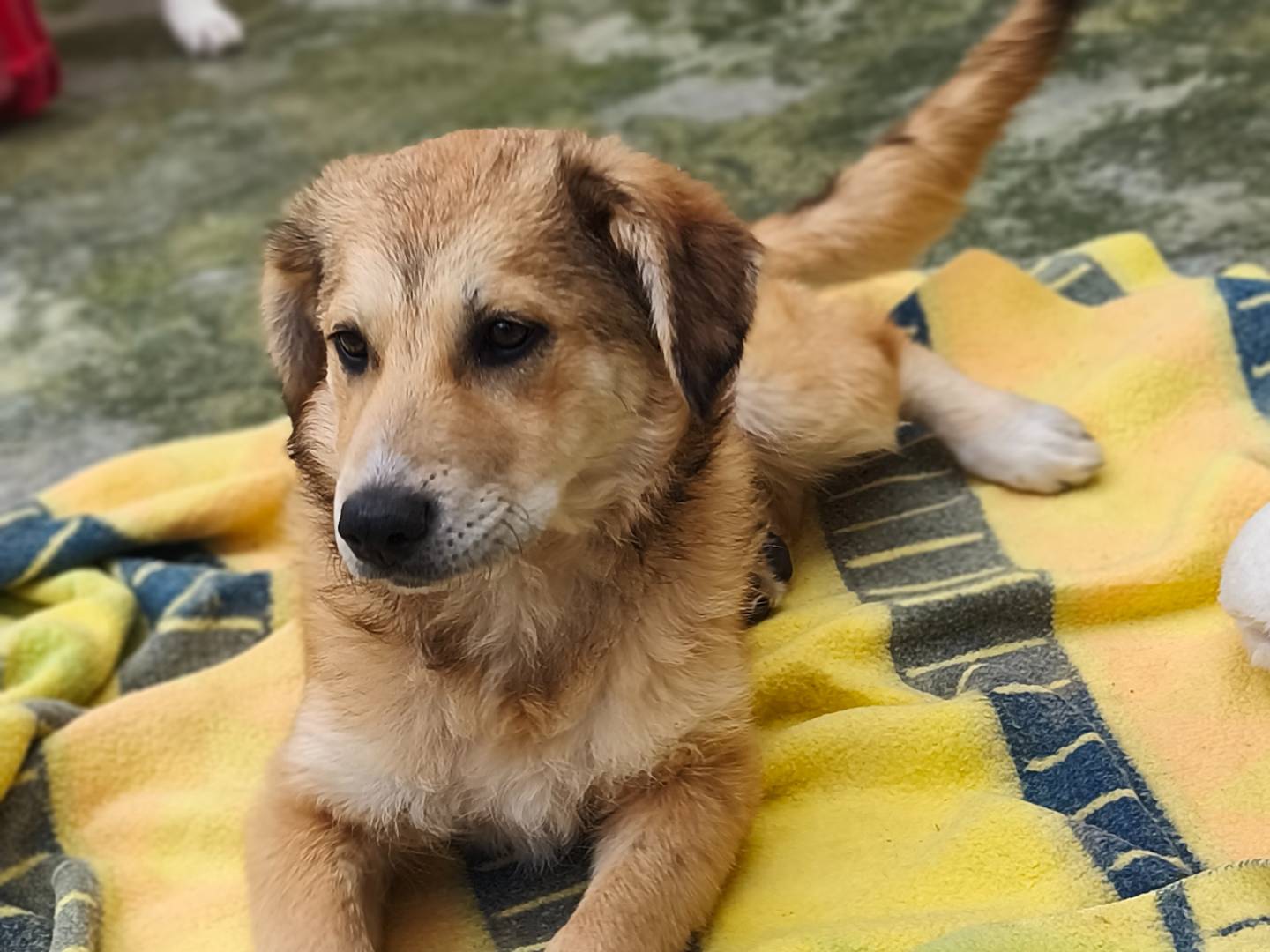 Vuoi adottare un cane a Bari?