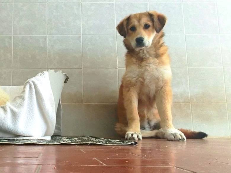 Adotta il cane Magma a Bari