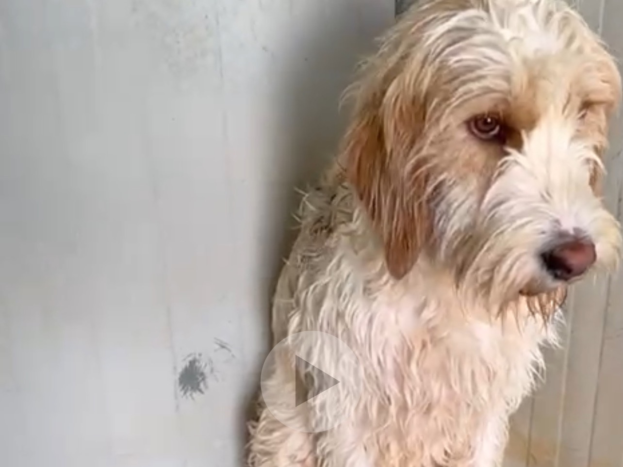 Adotta un cane, maschio, 3 anni e 2 mesi, Latina