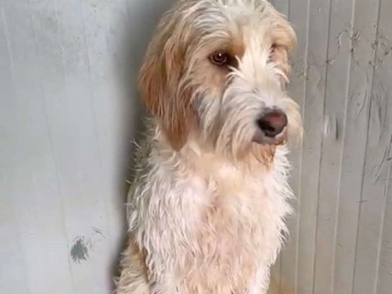 Adotta un cane, taglia media, maschio, Latina