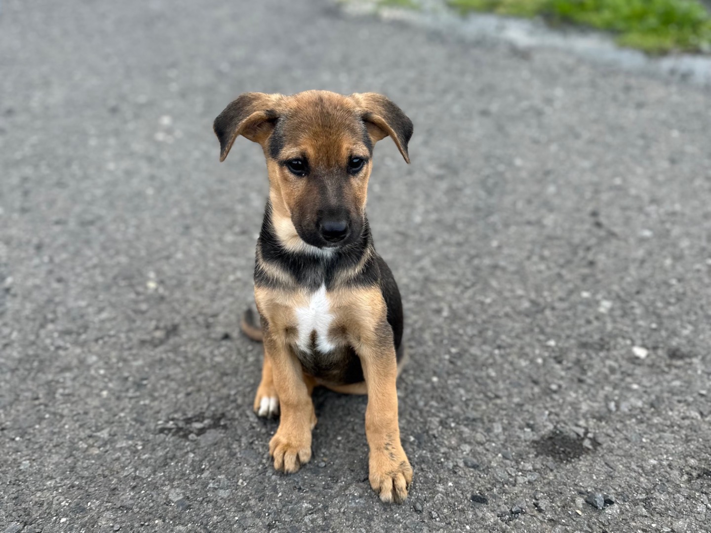 Adozione cane, femmina, Razza sconosciuta Razza sconosciuta, 2 mesi, taglia media contenuta, Siracusa