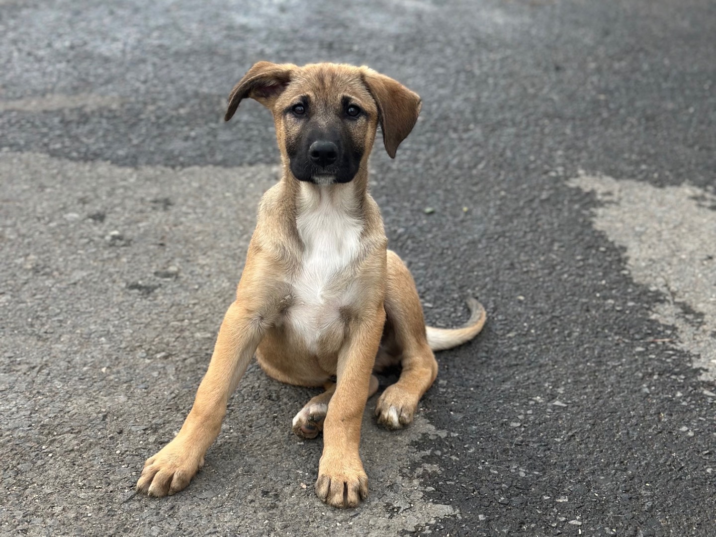Adozione cane, maschio, Razza sconosciuta Razza sconosciuta, 2 mesi, taglia media, Siracusa
