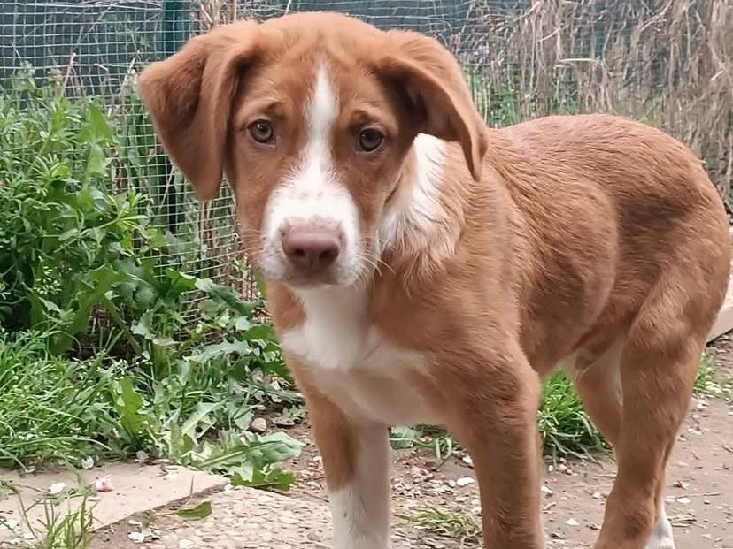 Adozione cane, maschio, Razza sconosciuta Razza sconosciuta, 4 mesi, taglia piccola, Milano