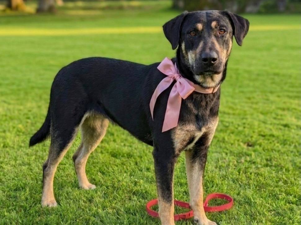 Adozione cane, femmina, Razza sconosciuta Razza sconosciuta, 2 anni, taglia media, Catania