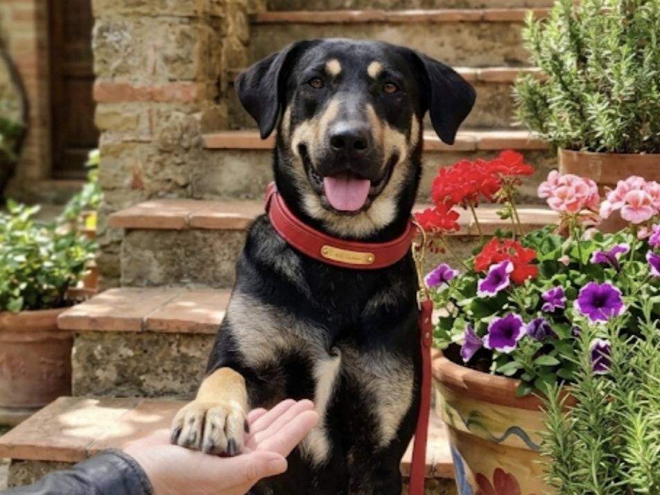 Adotta un cane, femmina, 2 anni, Catania