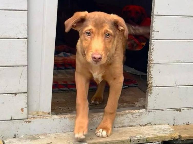 Adozione cane, maschio, Razza sconosciuta Razza sconosciuta, 5 mesi, taglia piccola, Milano