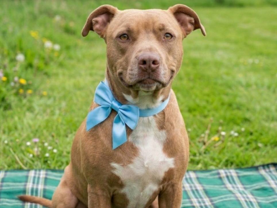 Adotta un cane, maschio, 1 anno e 2 mesi, Catania