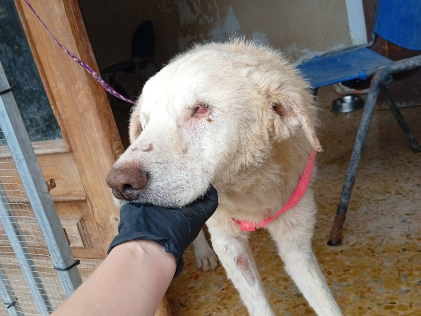 Adozione cane, maschio, Razza sconosciuta Razza sconosciuta, 10 anni e 2 mesi, taglia grande, Catania