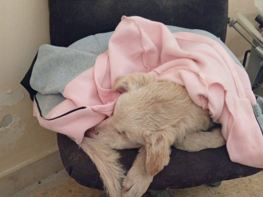 Adotta un cane, maschio, 10 anni e 2 mesi, Catania