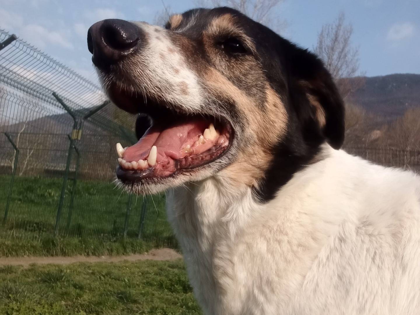 Adozione cane, femmina, Razza sconosciuta Razza sconosciuta, 9 anni, taglia media, Torino