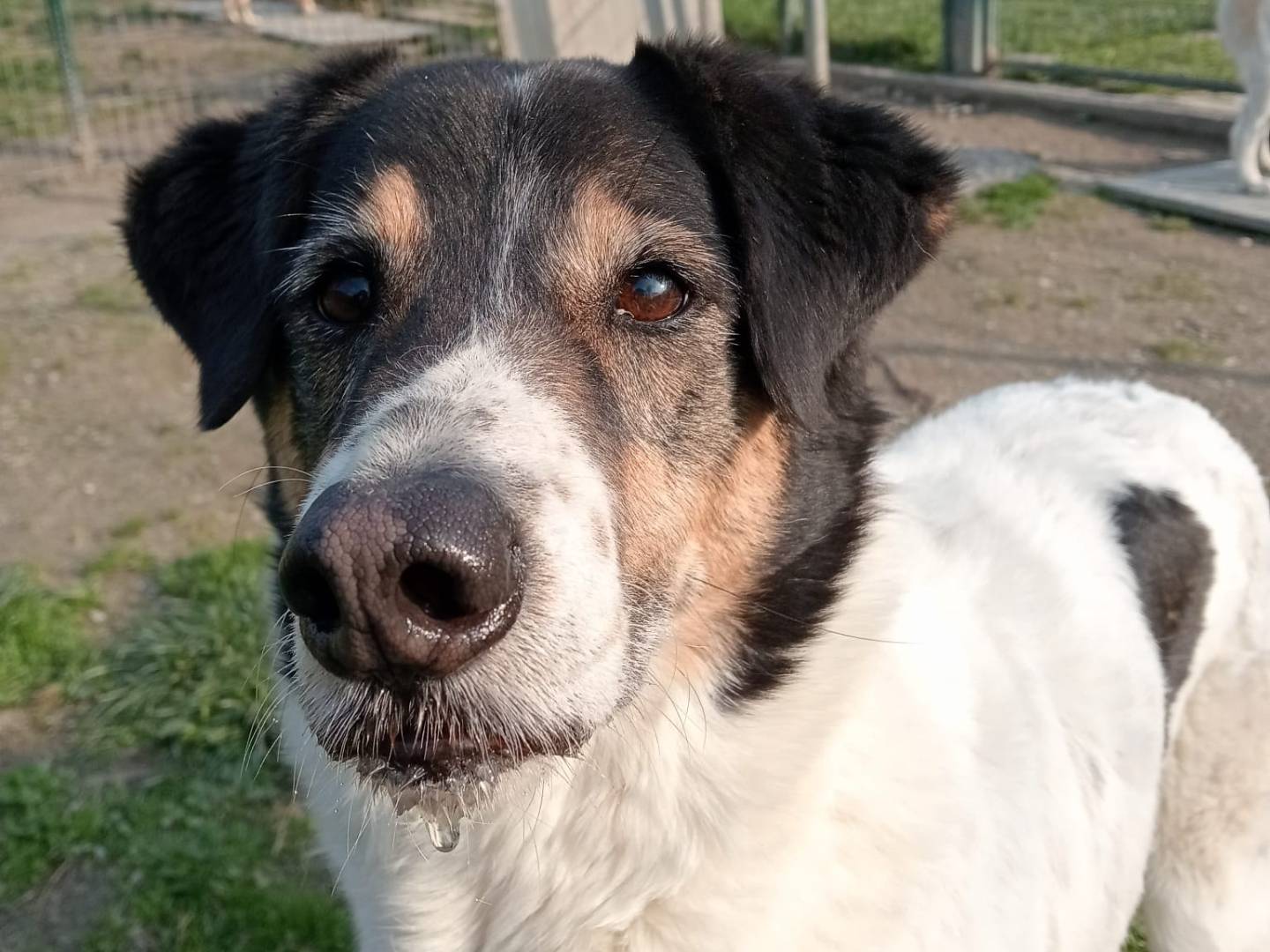 Adotta un cane, taglia media, femmina, Torino