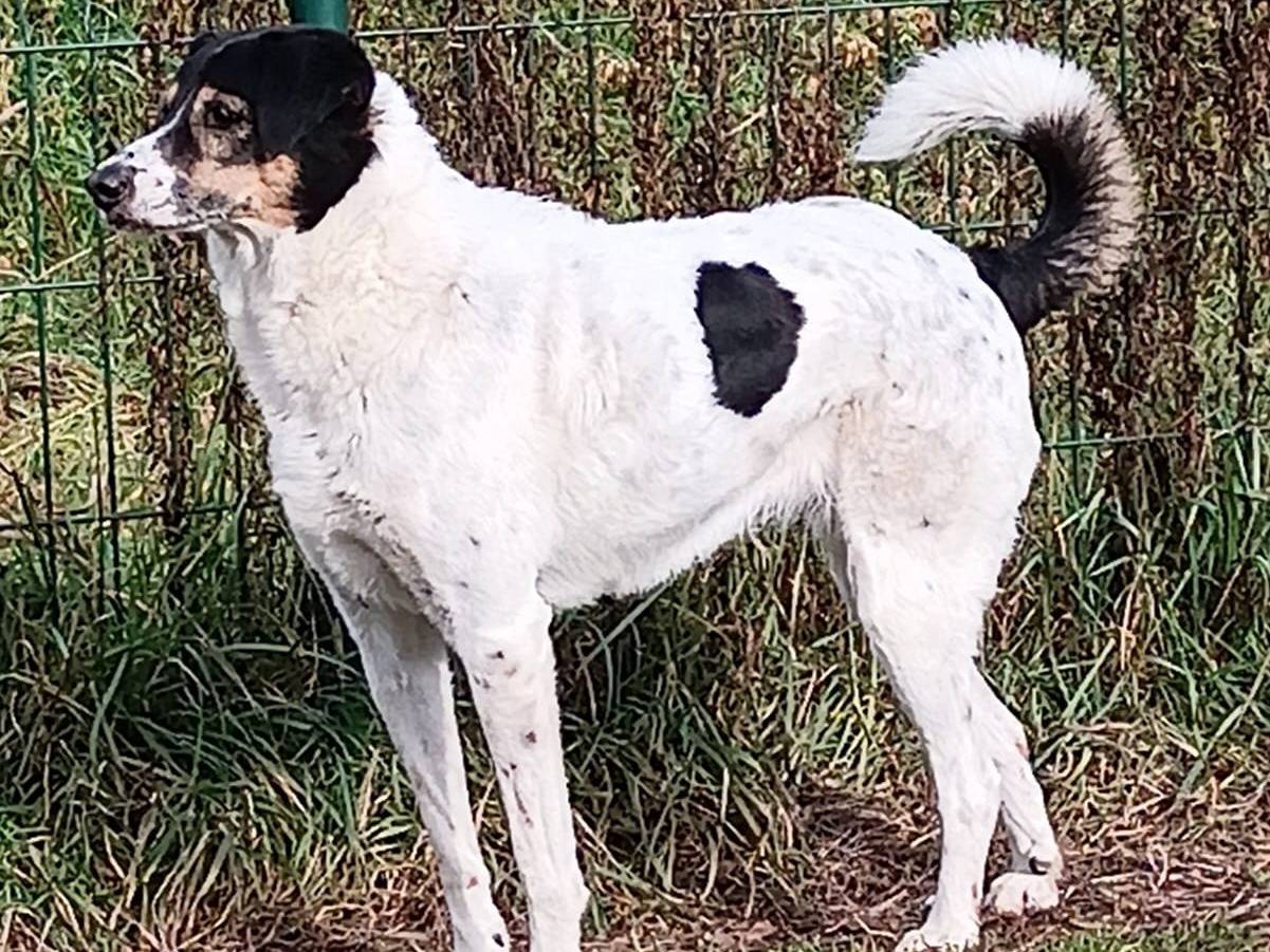 Vuoi adottare un cane a Torino?