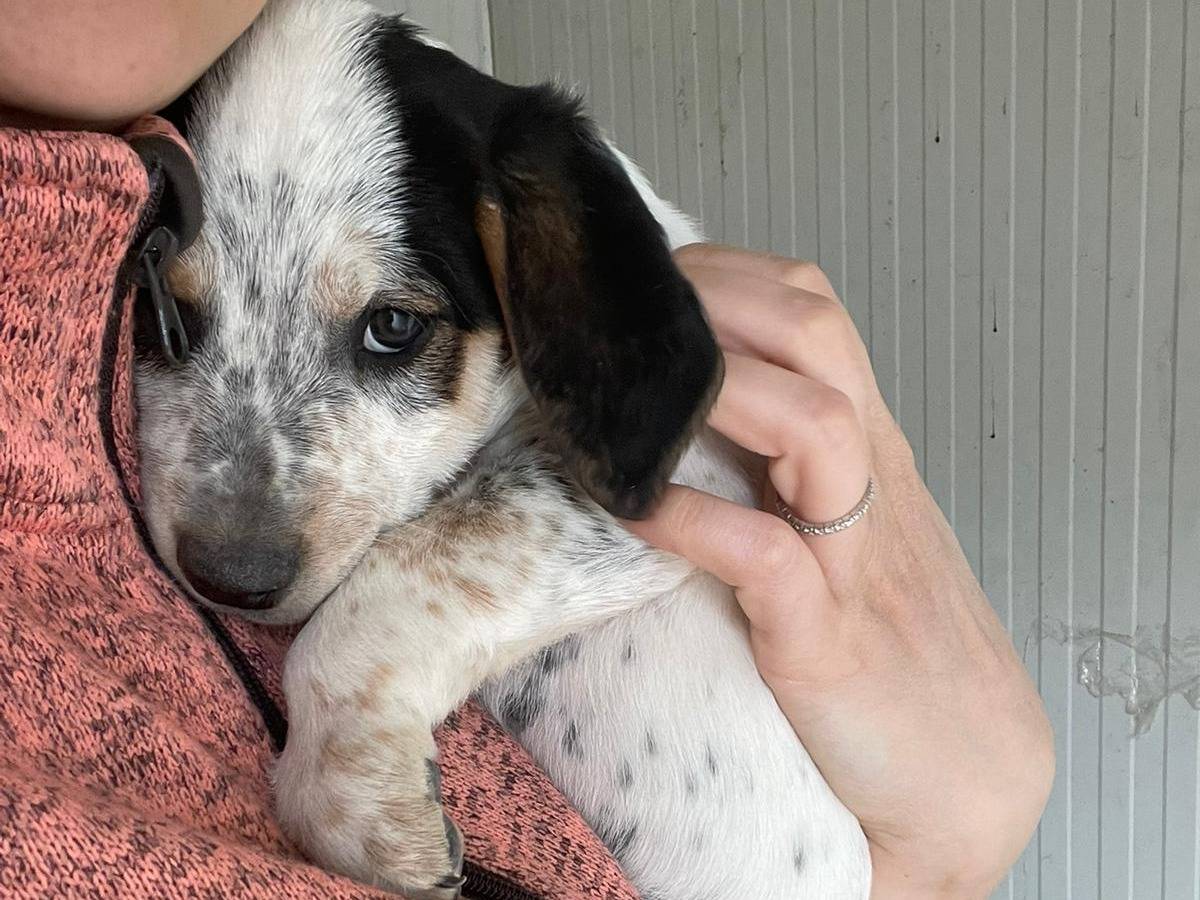 Adozione cane, maschio, Segugio Razza sconosciuta, 1 mesi, taglia media, Frosinone