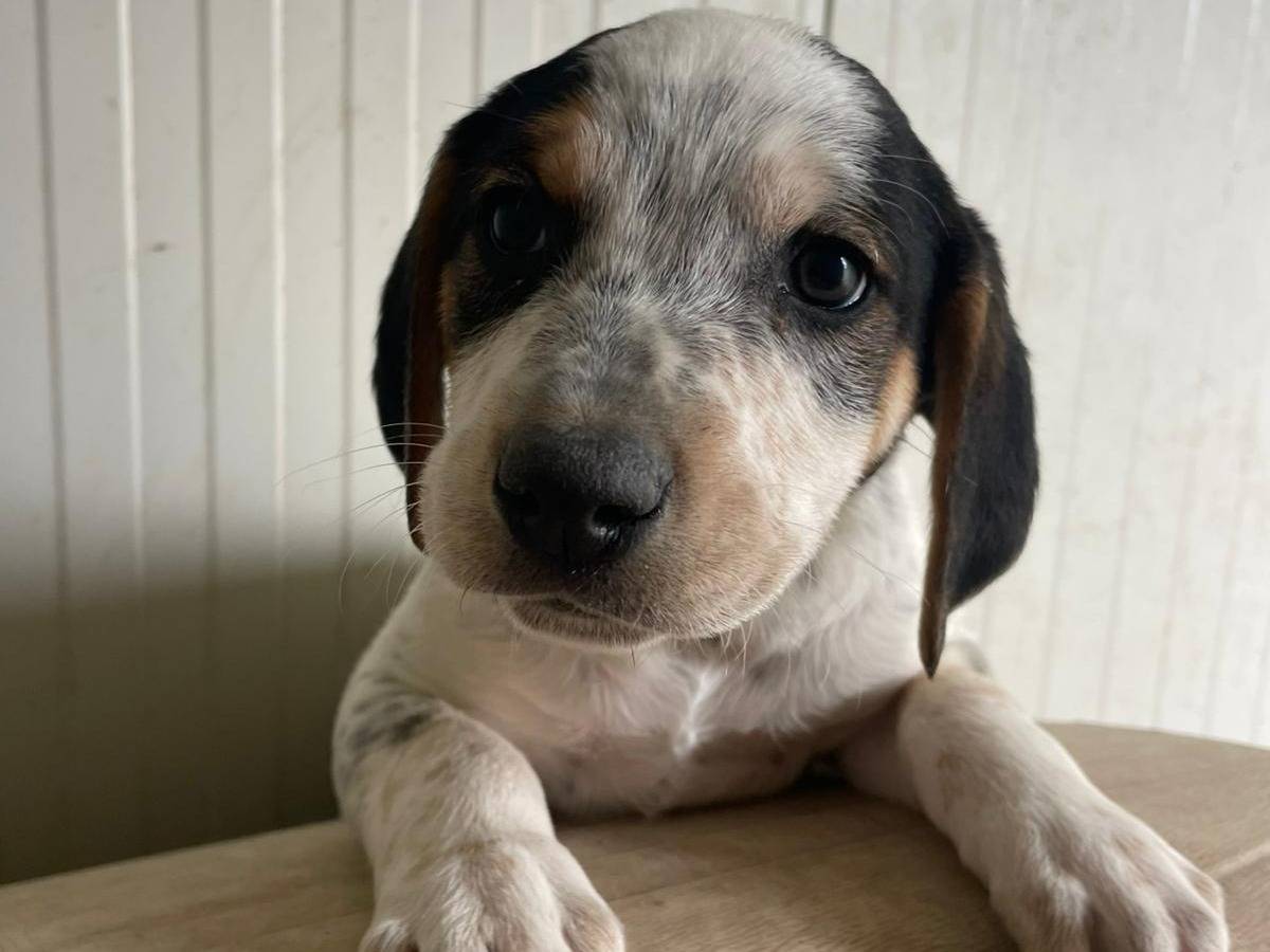 Adotta un cane, maschio, 1 mesi, Frosinone