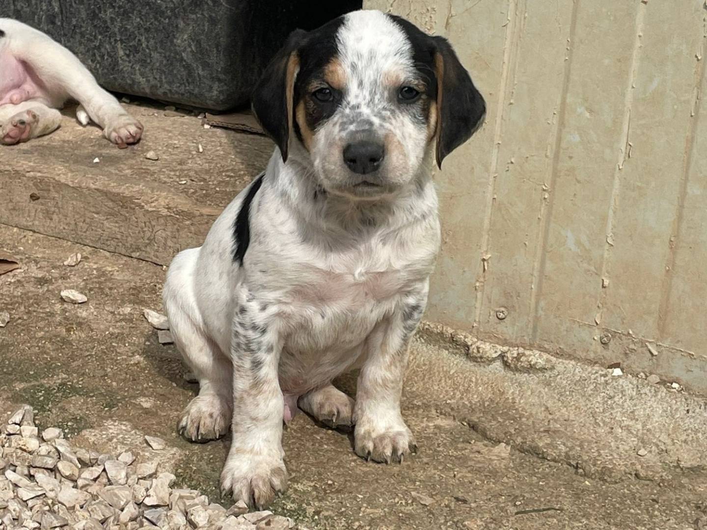 Vuoi adottare un cane a Frosinone?