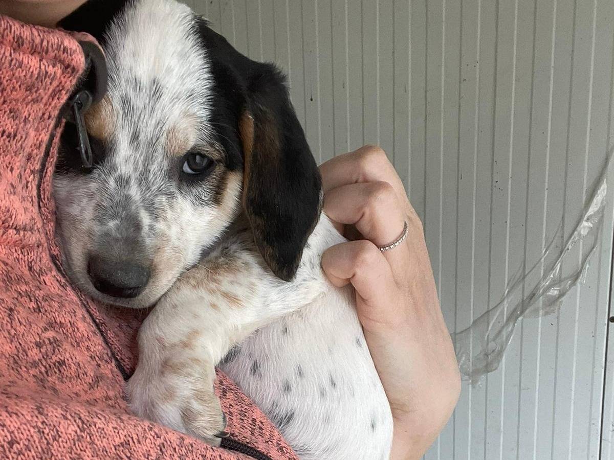 Adotta il cane COSMO a Frosinone