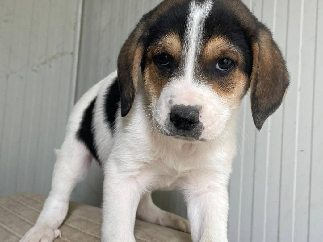 Vuoi adottare un cane a Frosinone?