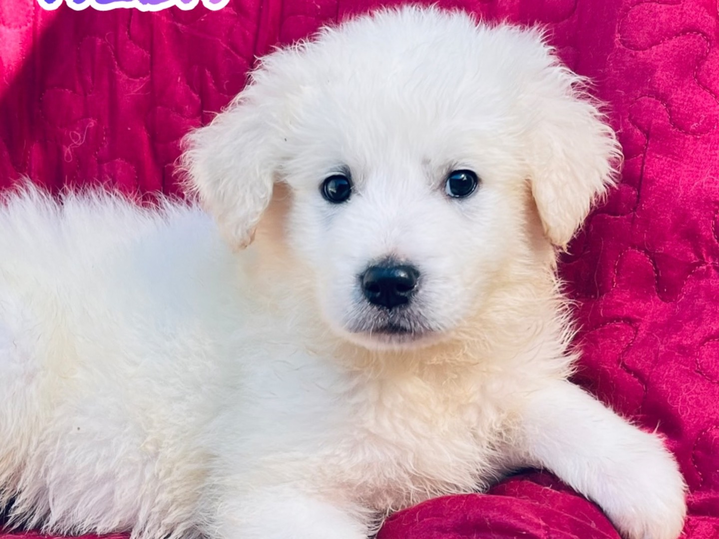 Adotta un cane, femmina, 2 mesi, Siracusa