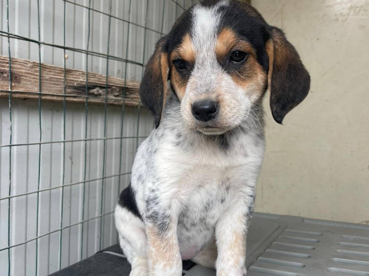 Vuoi adottare un cane a Frosinone?