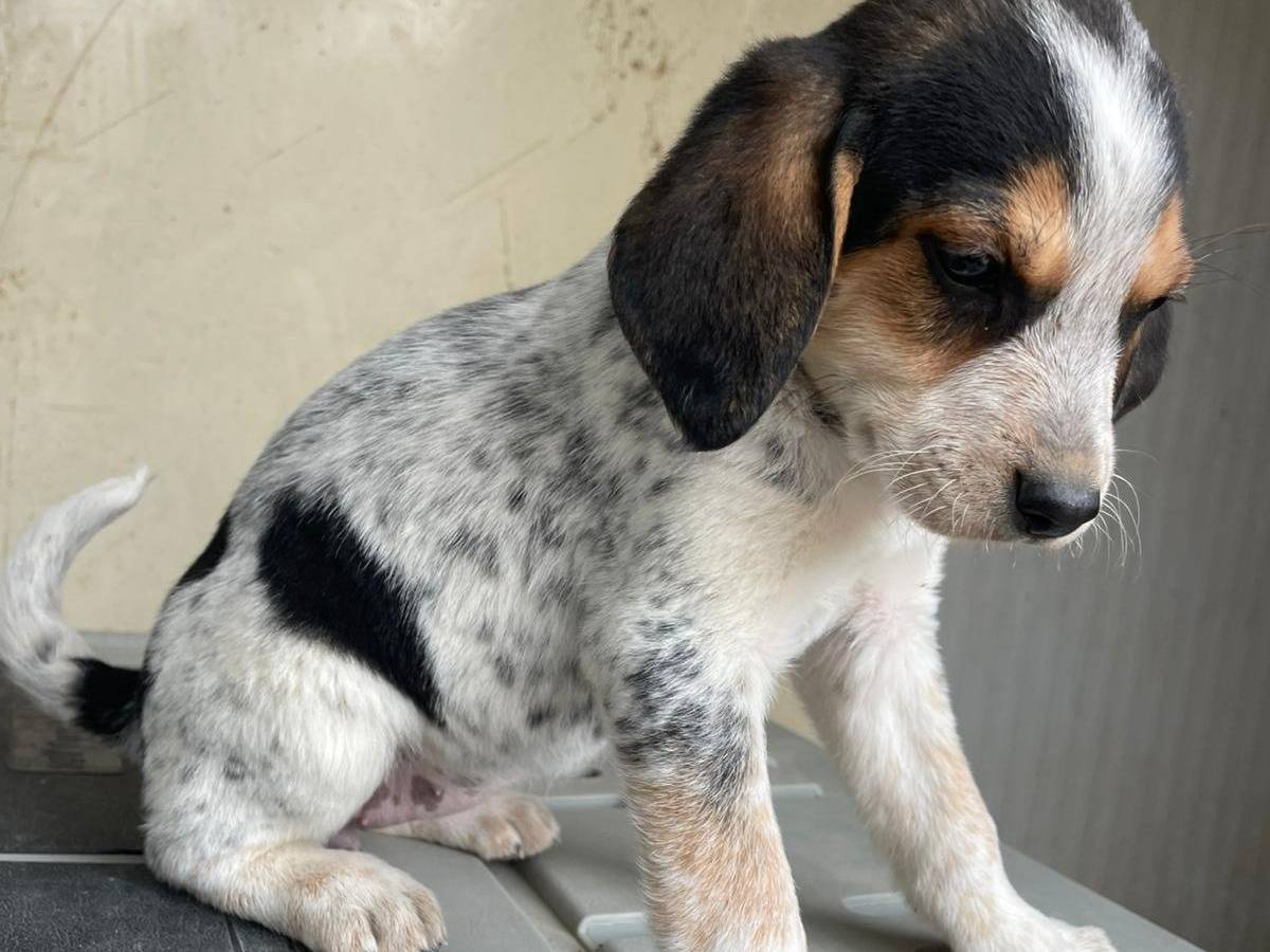 Adotta il cane CLEMENTINA a Frosinone