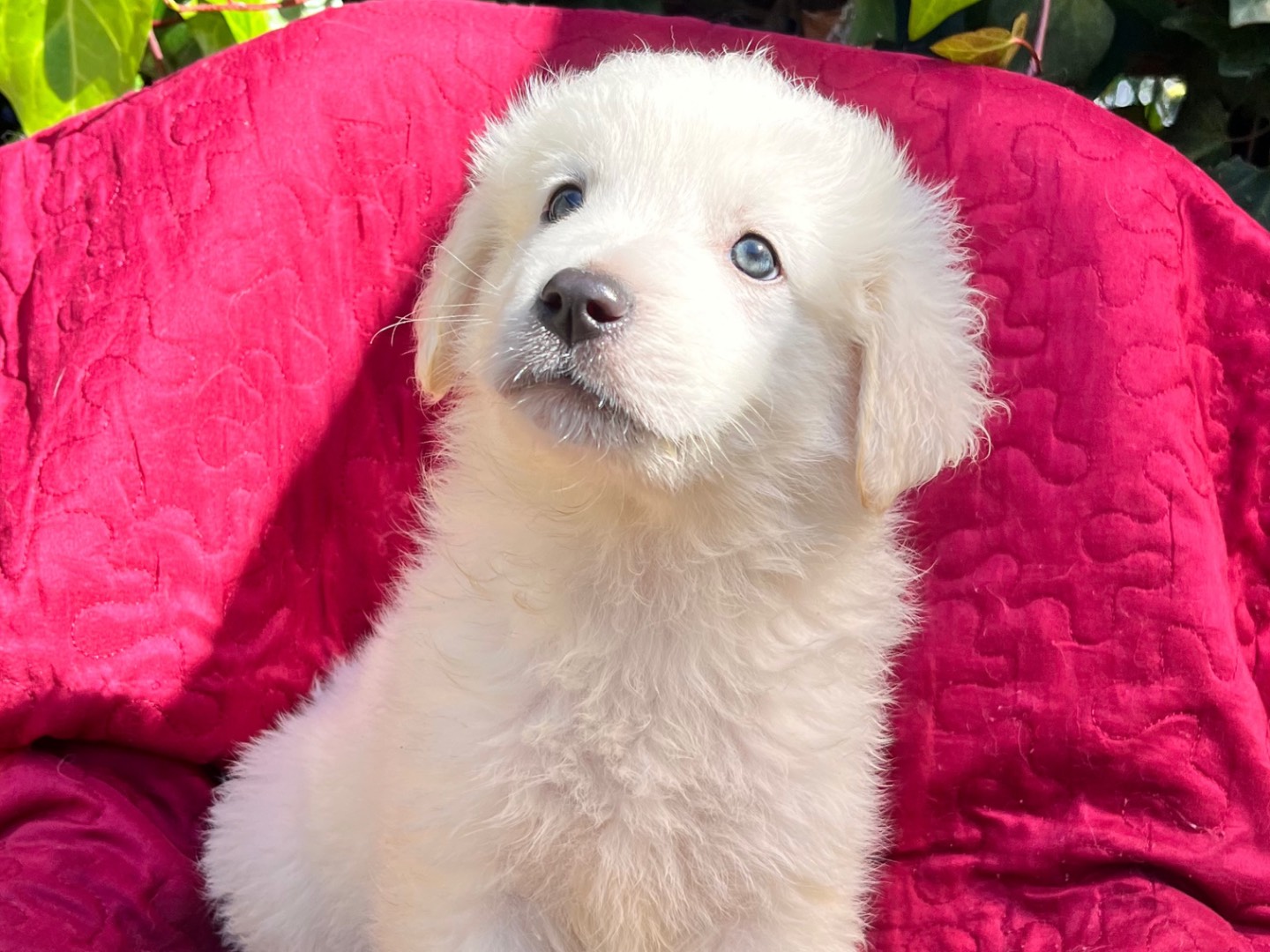 Adozione cane, maschio, Pastore maremmano Razza sconosciuta, 2 mesi, taglia grande, Siracusa