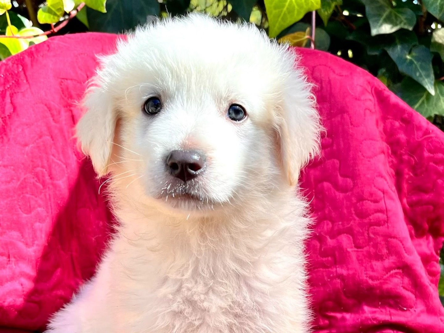 Adotta un cane, maschio, 2 mesi, Siracusa