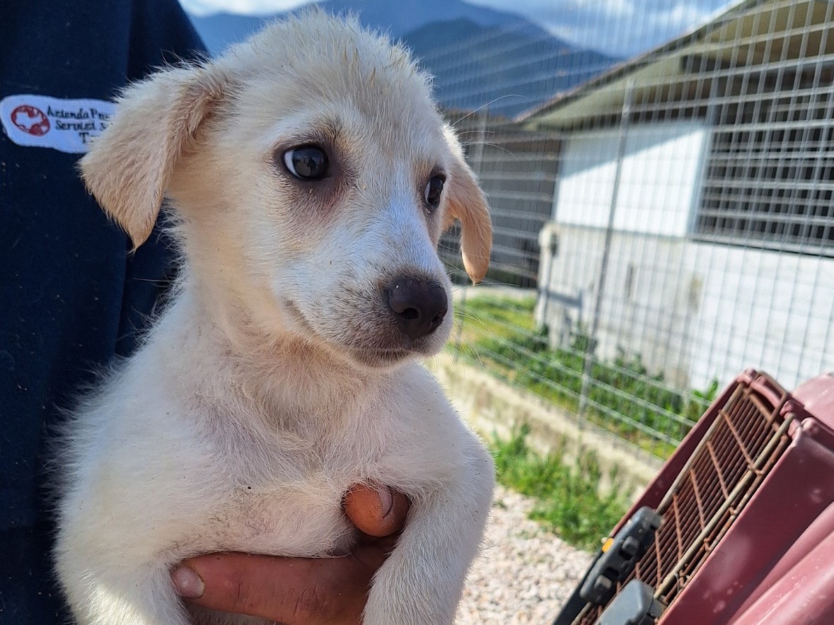 Adotta un cane, femmina, 2 mesi, Frosinone