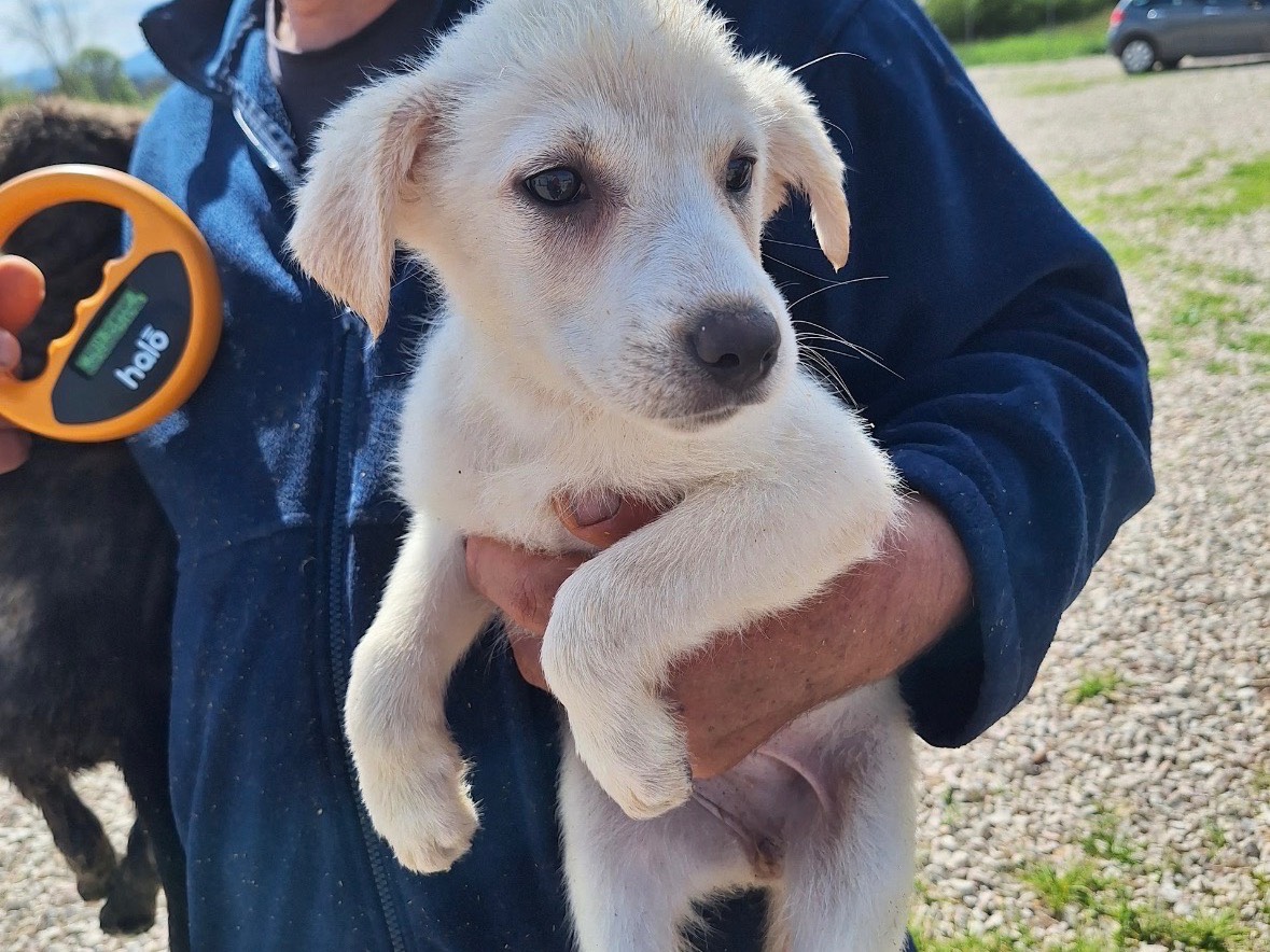Adotta un cane, taglia media contenuta, femmina, Frosinone