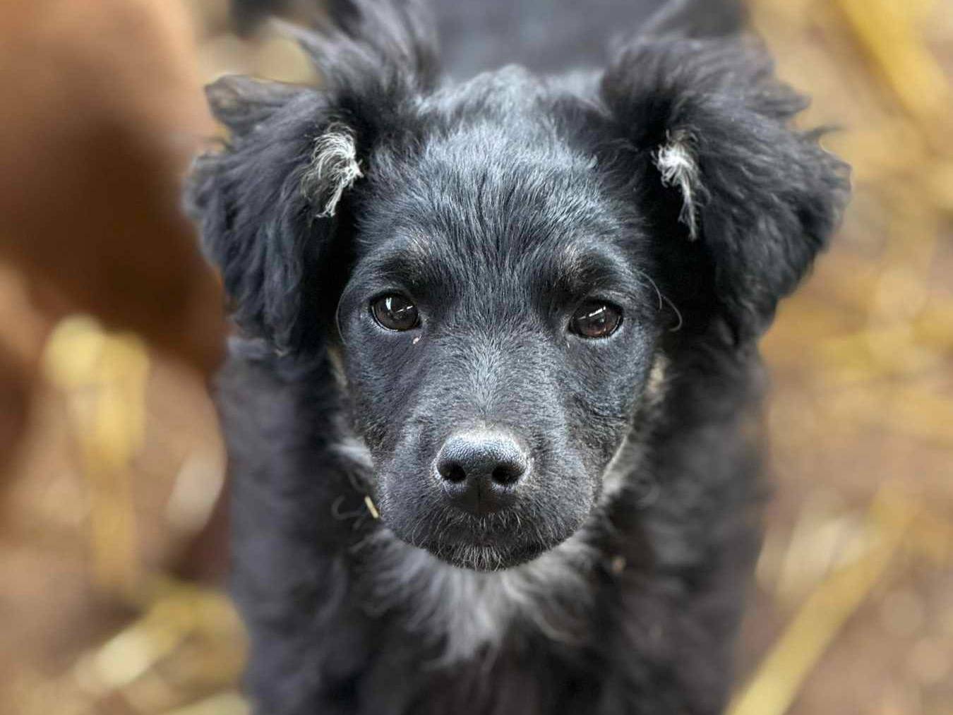 Adotta un cane, taglia media contenuta, femmina, Firenze