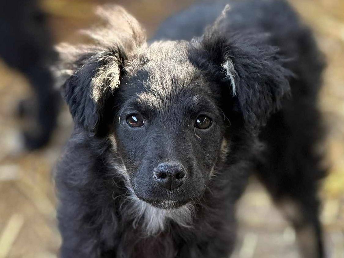 Vuoi adottare un cane a Firenze?