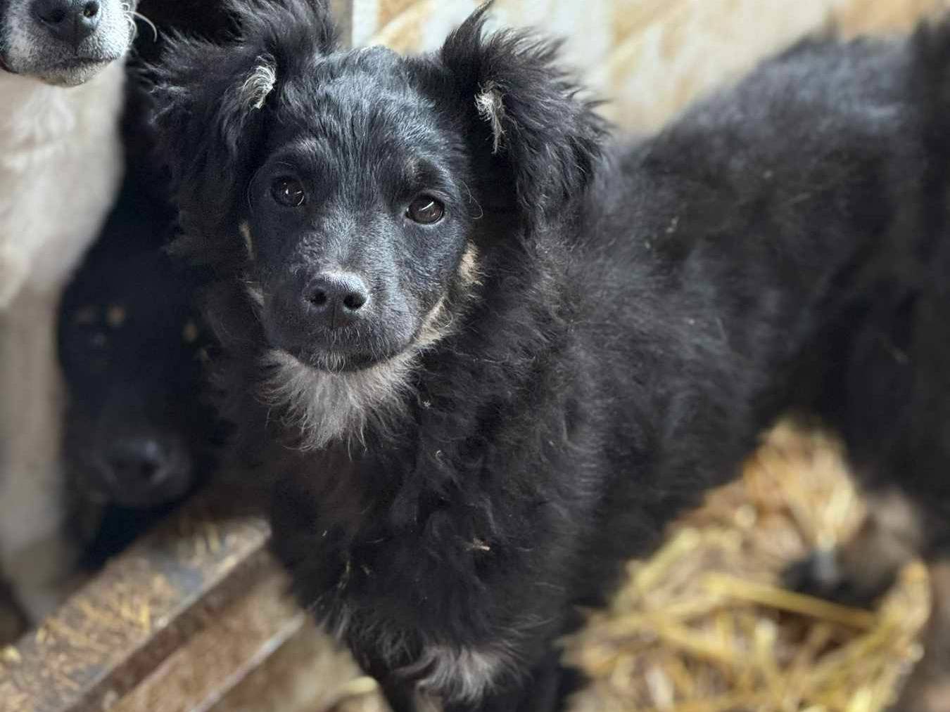 Adotta il cane KITTY a Firenze